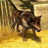 th_WA-Coyote2.jpg