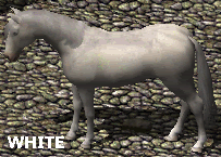Horsewhite.gif