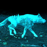 Crystal wolf.jpg