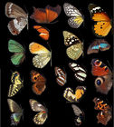 Butterfly collection.jpg