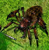 Spider d2f.jpg