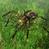 Giant Spider d2f.jpg